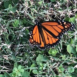 Meet your Posher, Morgan